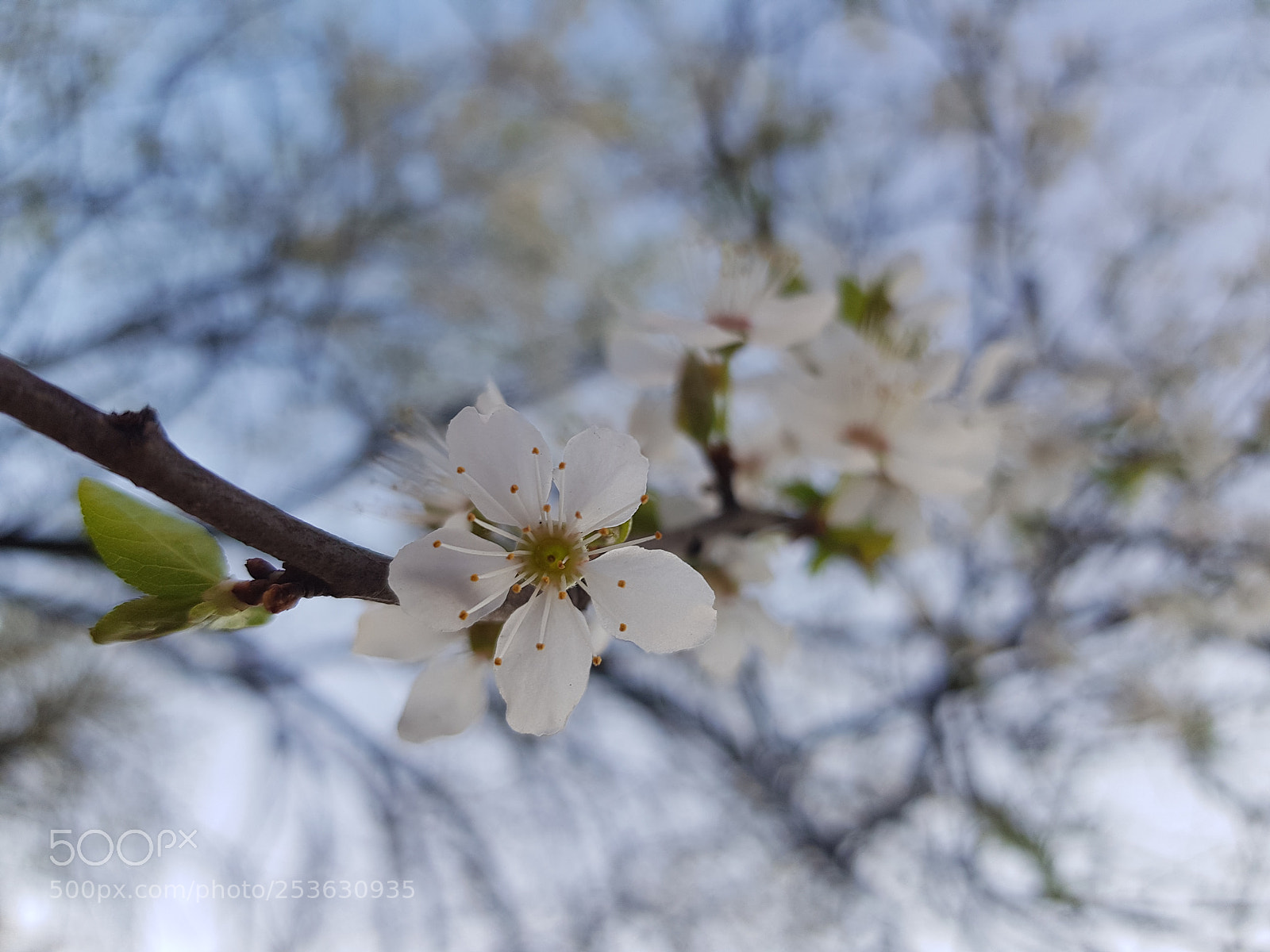 Samsung Galaxy S8 sample photo. Na biało photography