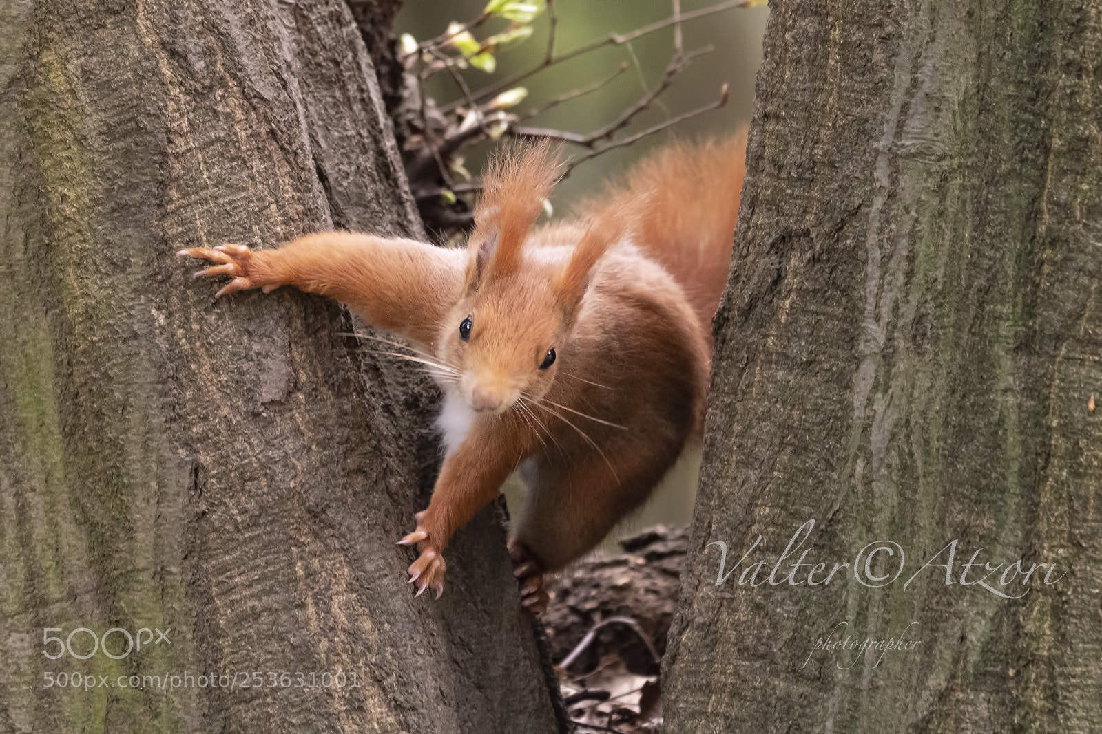 Sony a7R III sample photo. Red squirrel photography