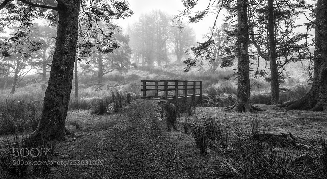 Nikon D810 sample photo. Misty morn photography