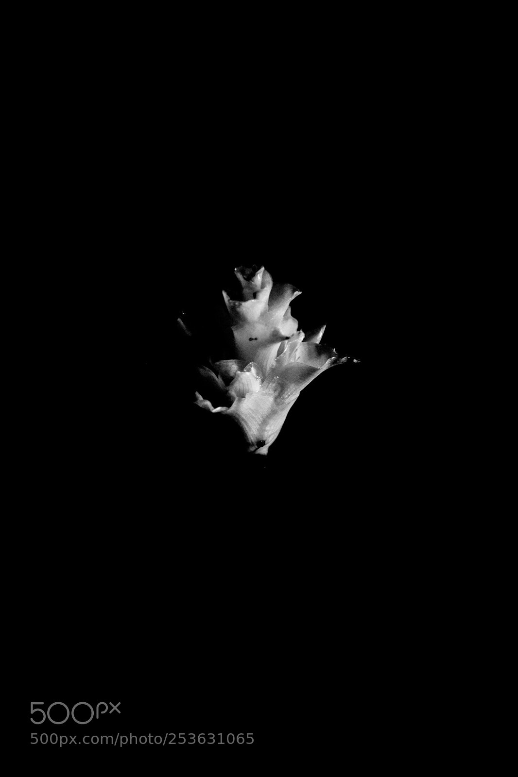 Nikon D5200 sample photo. Milky flower photography
