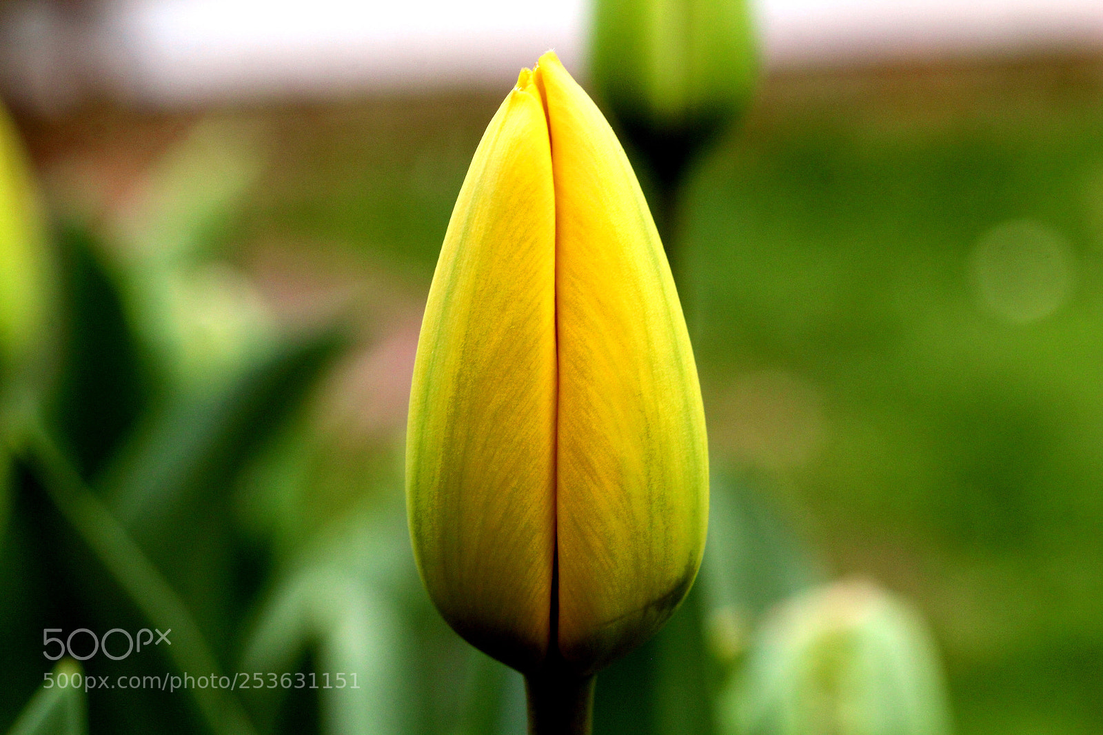 Canon EOS 60D sample photo. Waiting for sun  photography