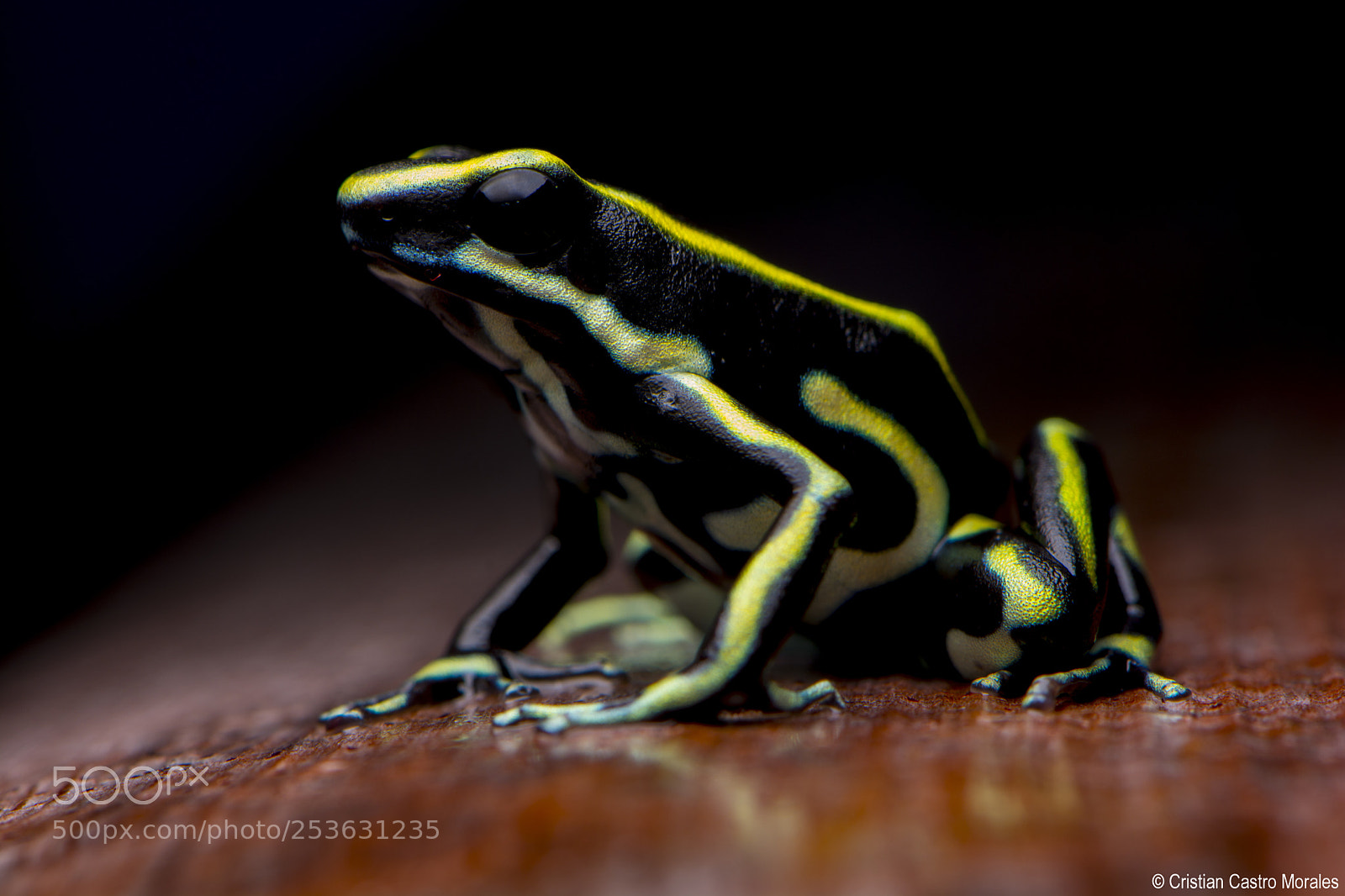 Nikon D7100 sample photo. Dendrobates truncatus (cope, 1861) photography