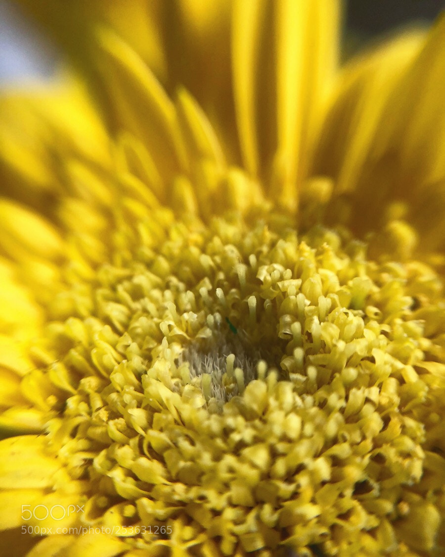 Apple iPhone 8 sample photo. Evolution photography