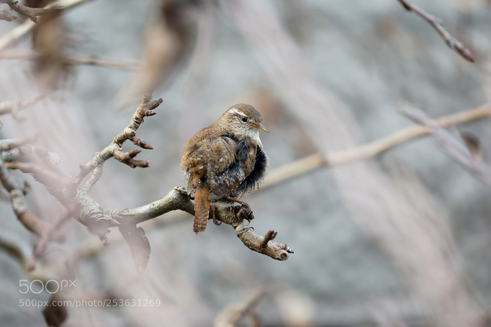 Canon EOS 5D Mark IV sample photo. Eurasian wren photography