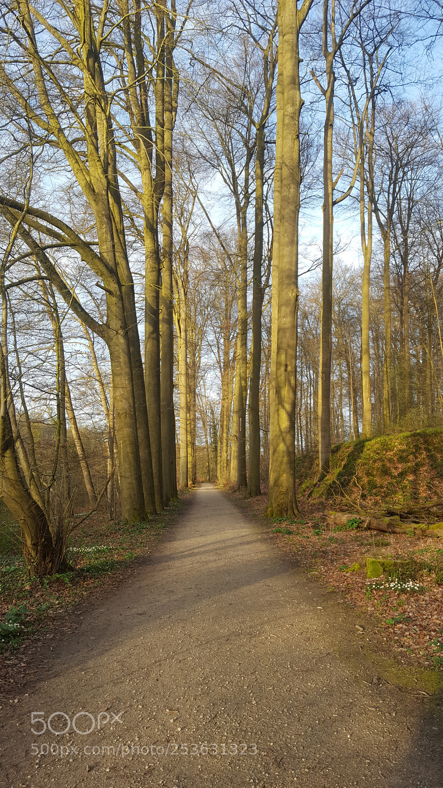 Samsung GALAXY S6 edge sample photo. Forest track photography