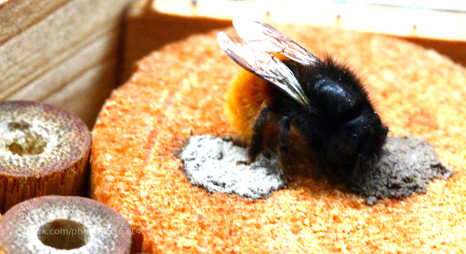 Canon EOS 60D sample photo. Babybee  photography