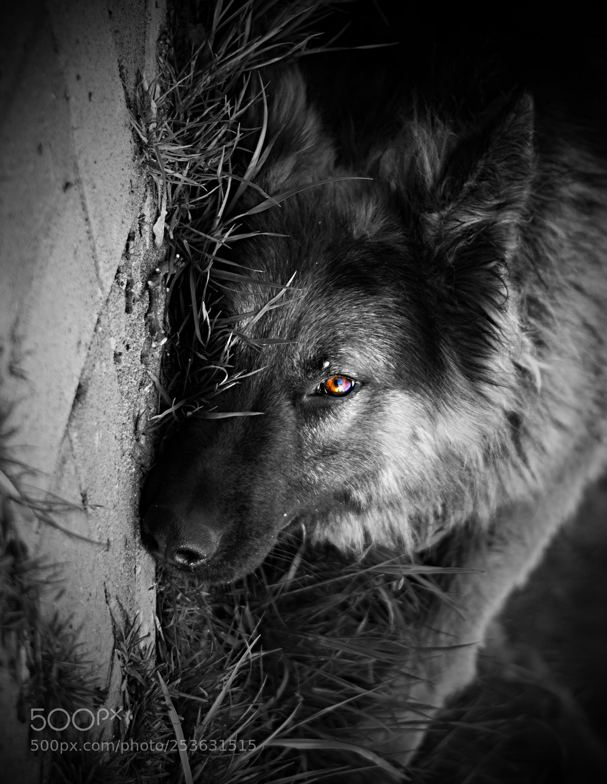 Nikon D7100 sample photo. Dog photography