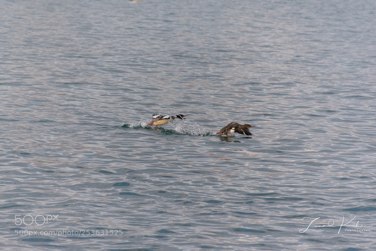 Nikon D3400 sample photo. Double take off photography