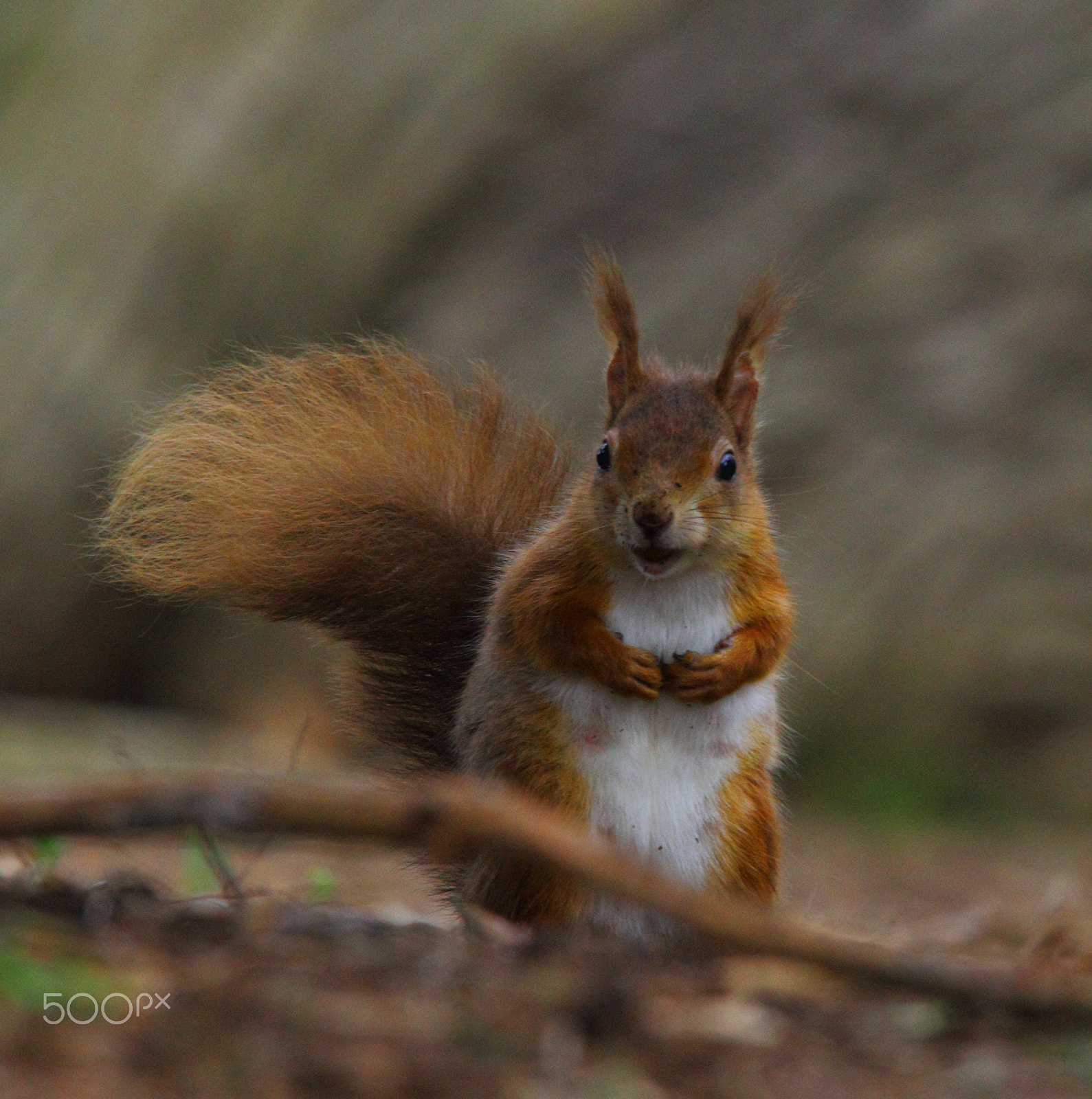 Canon EOS 60D + Sigma 150-500mm F5-6.3 DG OS HSM sample photo. Squirrel photography