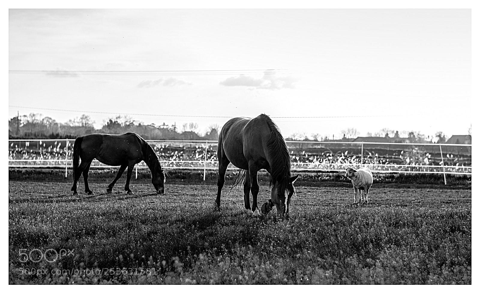 Nikon D7100 sample photo. Horse photography