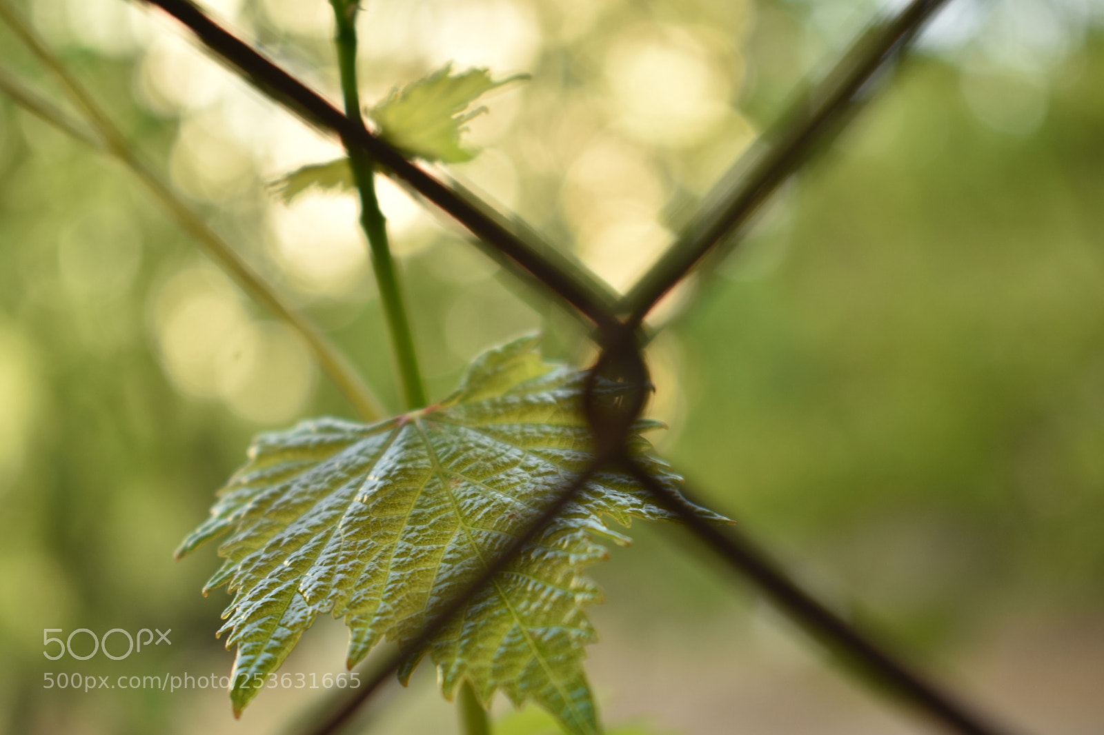 Nikon D3400 sample photo. The freedom photography