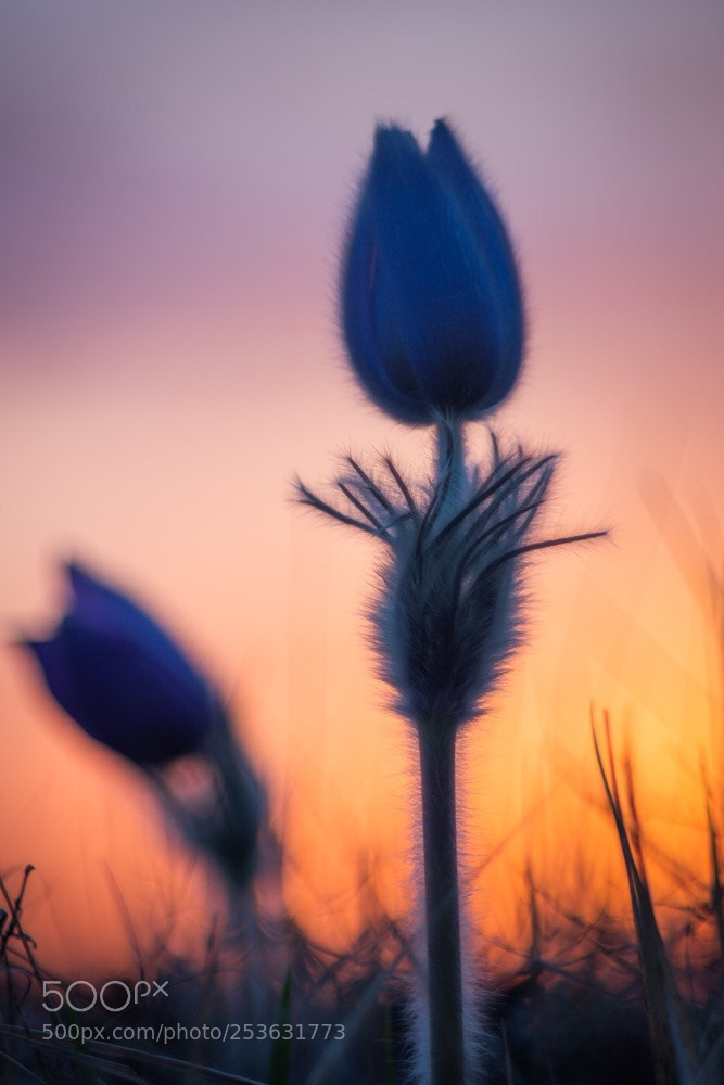 Fujifilm X-T2 sample photo. Flower photography