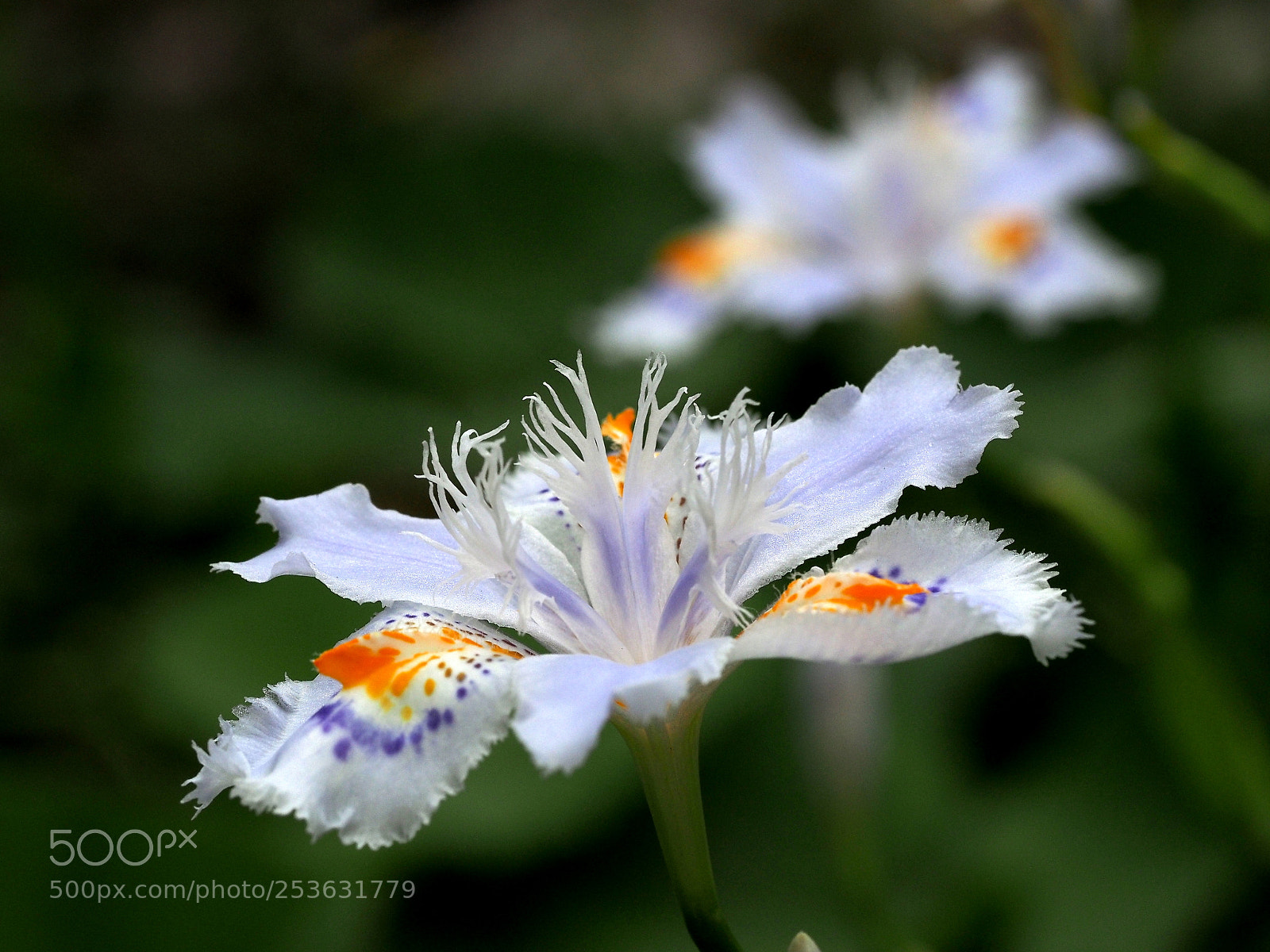 Olympus OM-D E-M1 sample photo. Iris japonica photography