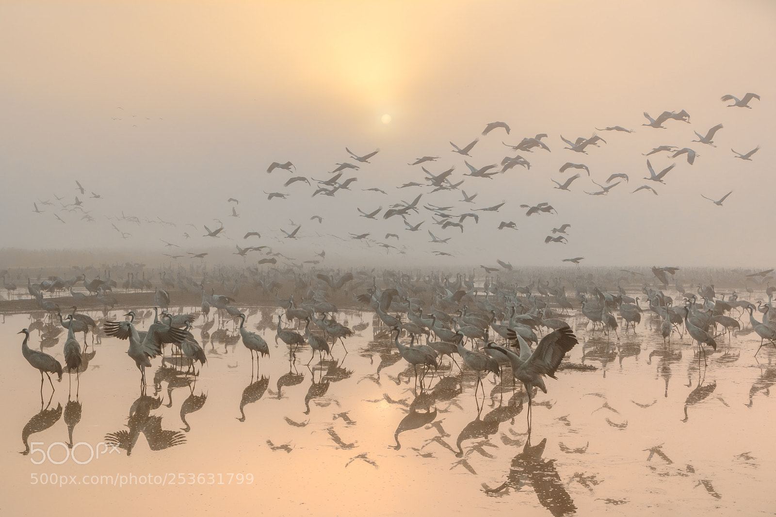 Canon EOS 7D Mark II sample photo. Cranes at sunrise... photography