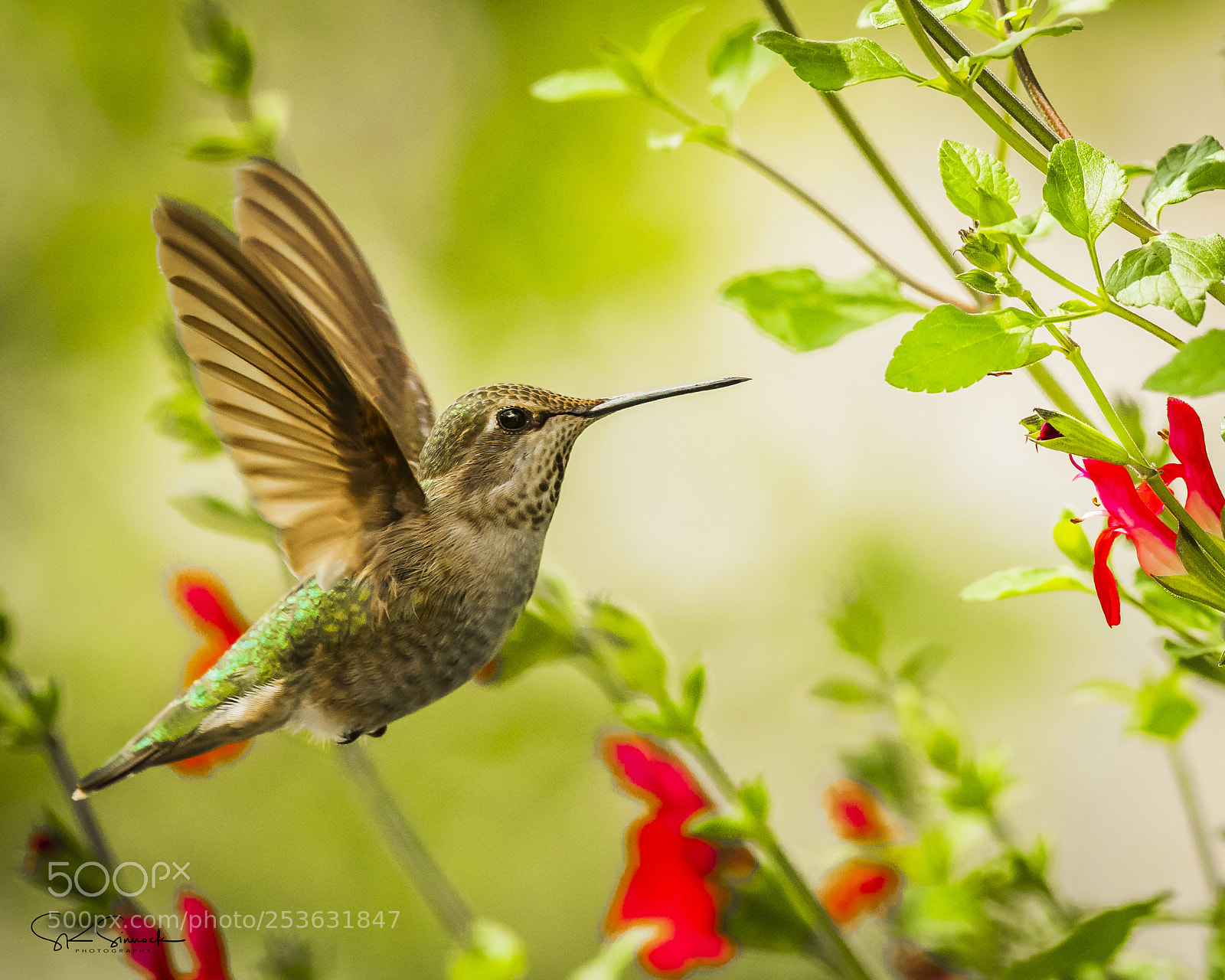 Nikon D850 sample photo. It's hummer time photography