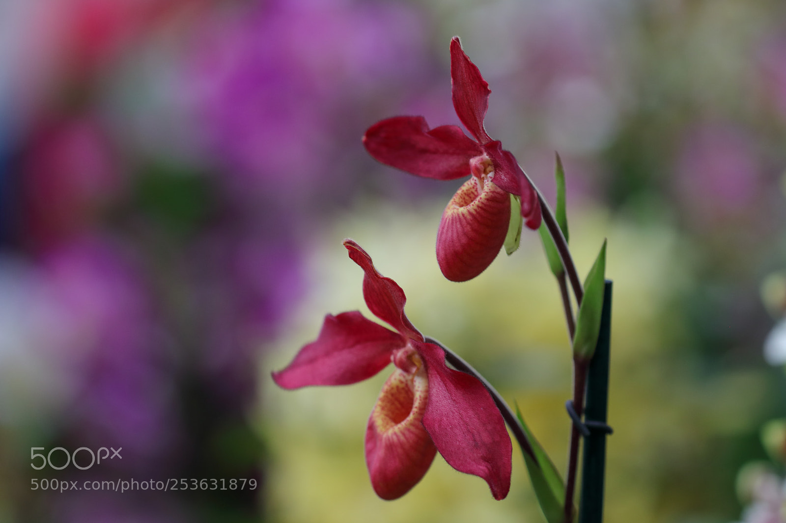 Canon EOS 5D Mark IV sample photo. Orchid photography