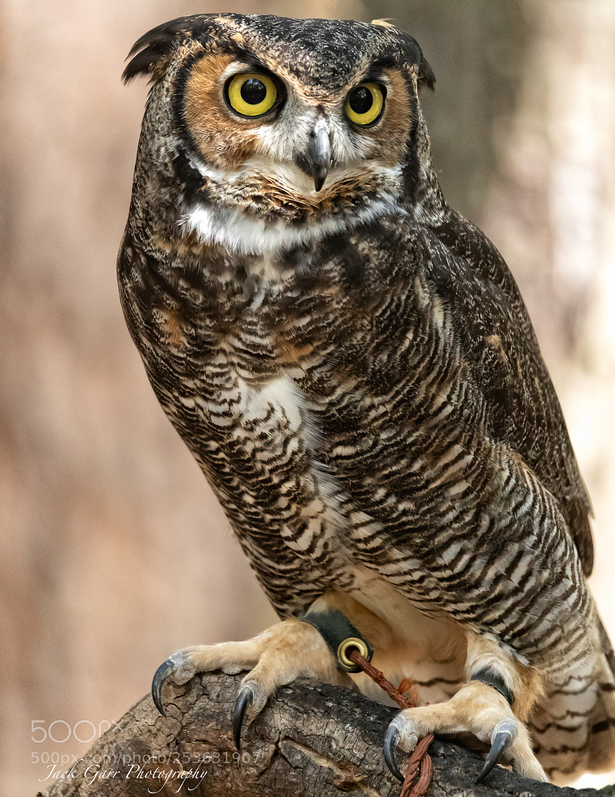 Canon EOS-1D X Mark II sample photo. Great horned owl photography