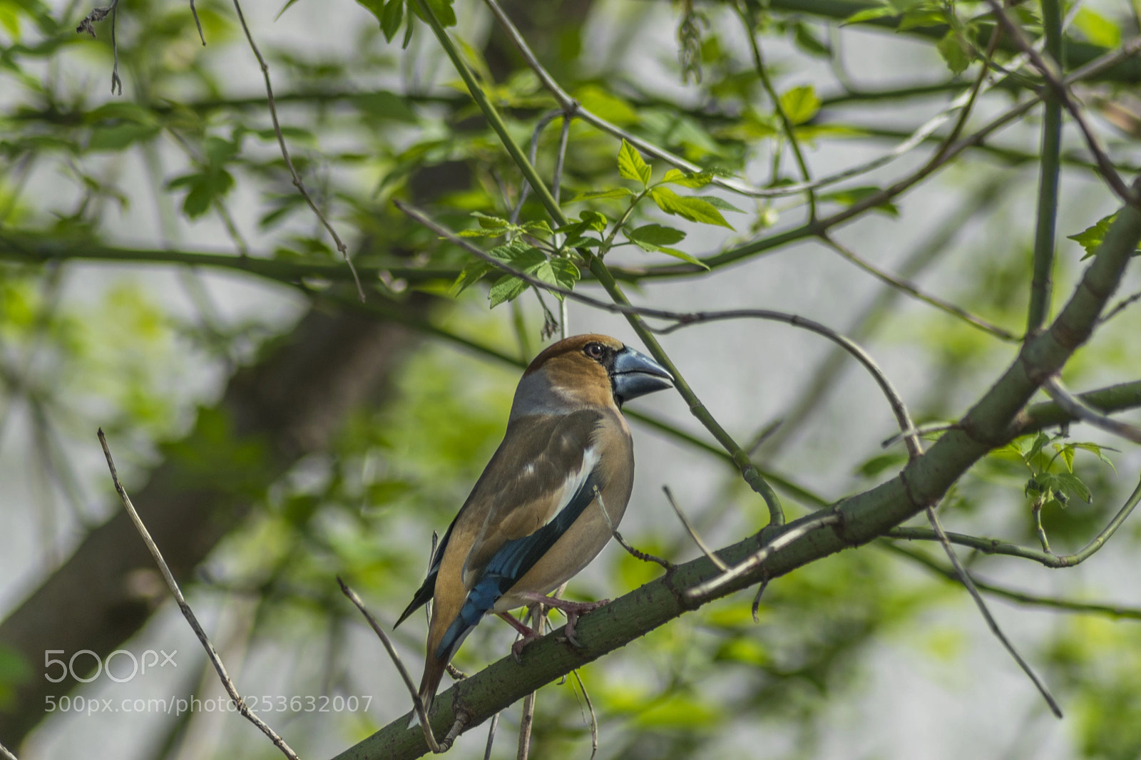 Nikon D3300 sample photo. Hawfinch photography