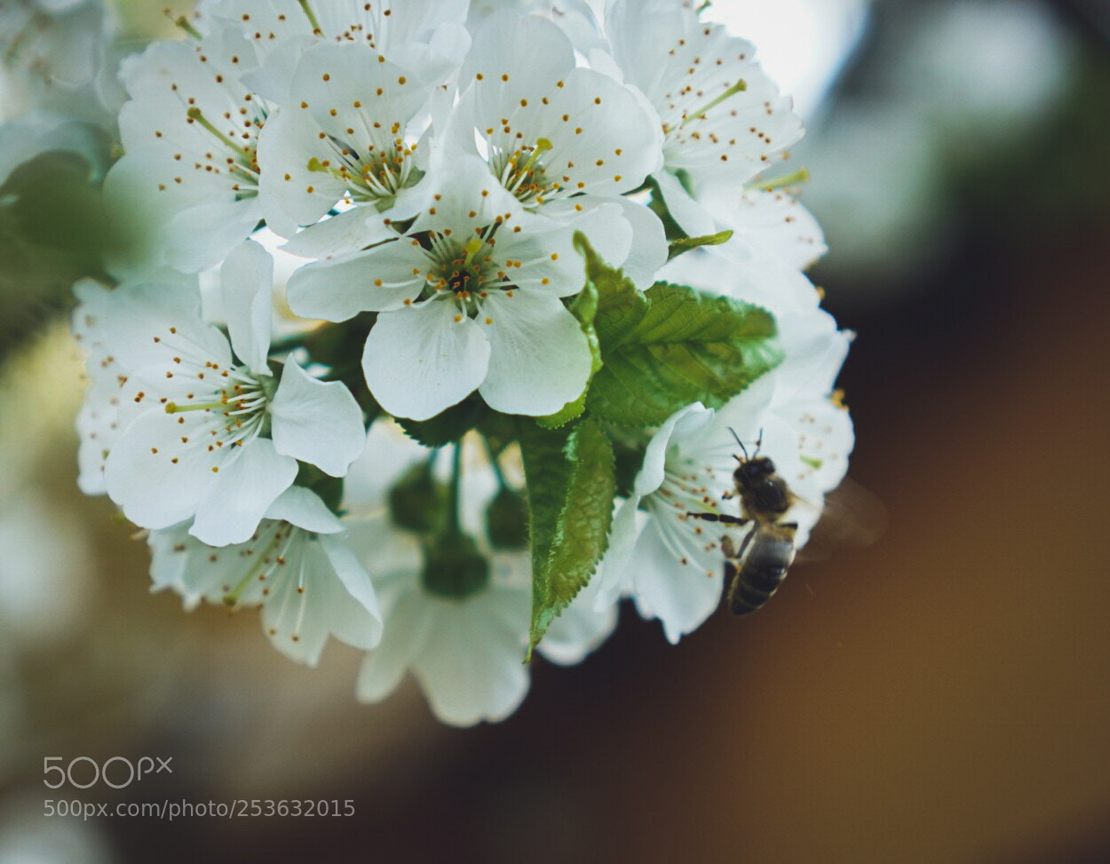Sony a6000 sample photo. Nature works photography