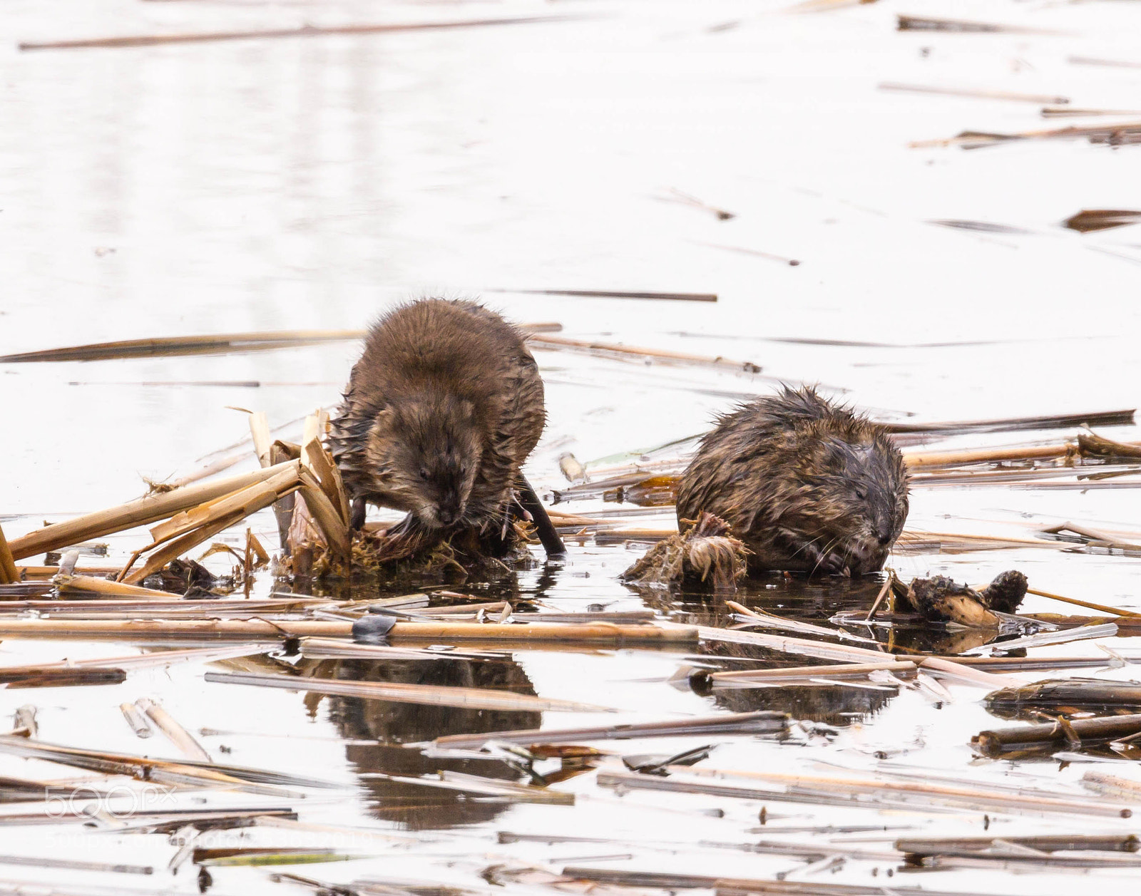 Canon EOS 600D (Rebel EOS T3i / EOS Kiss X5) sample photo. Muskrats photography