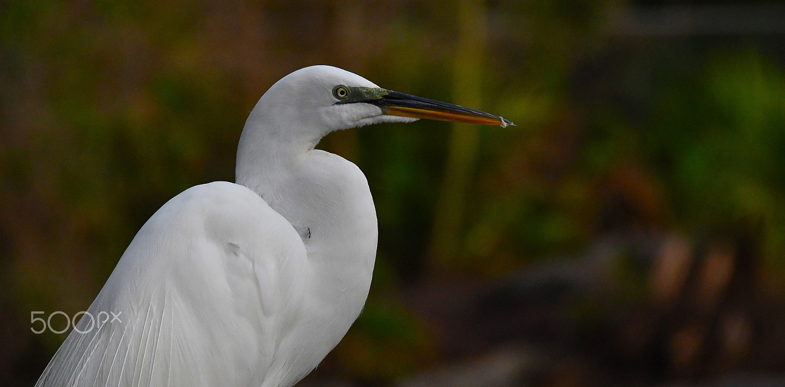 Nikon D500 sample photo. White photography
