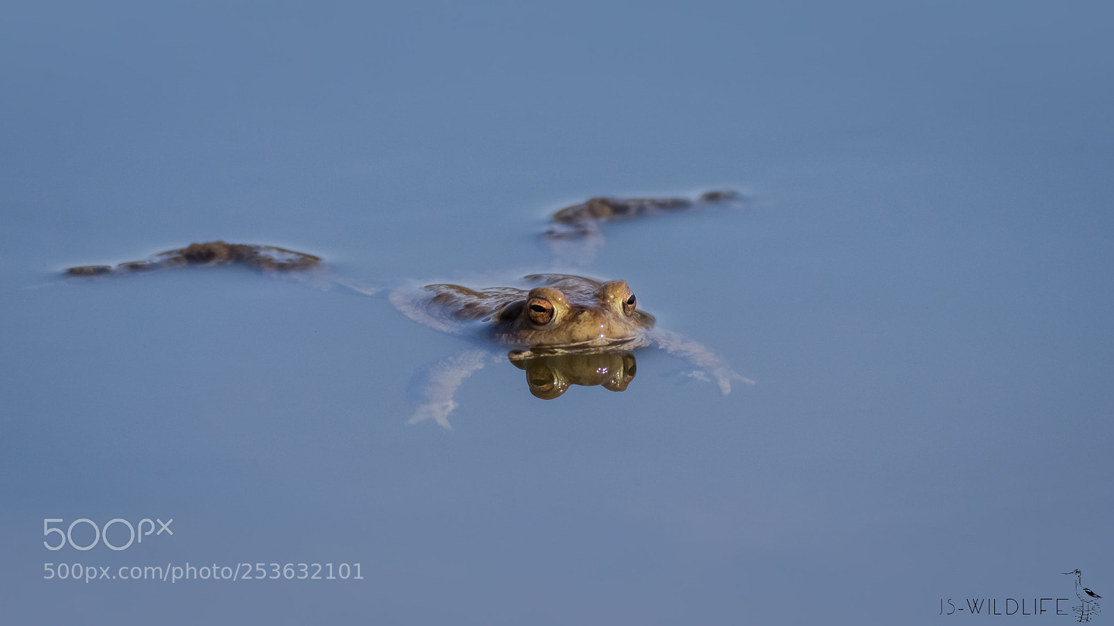 Canon EOS 80D sample photo. Bufo bufo photography