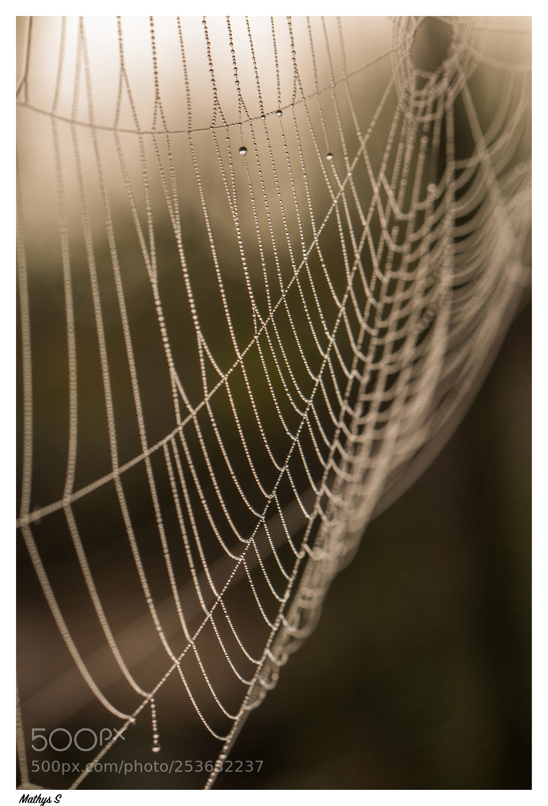 Canon EOS 70D sample photo. Spiders web photography