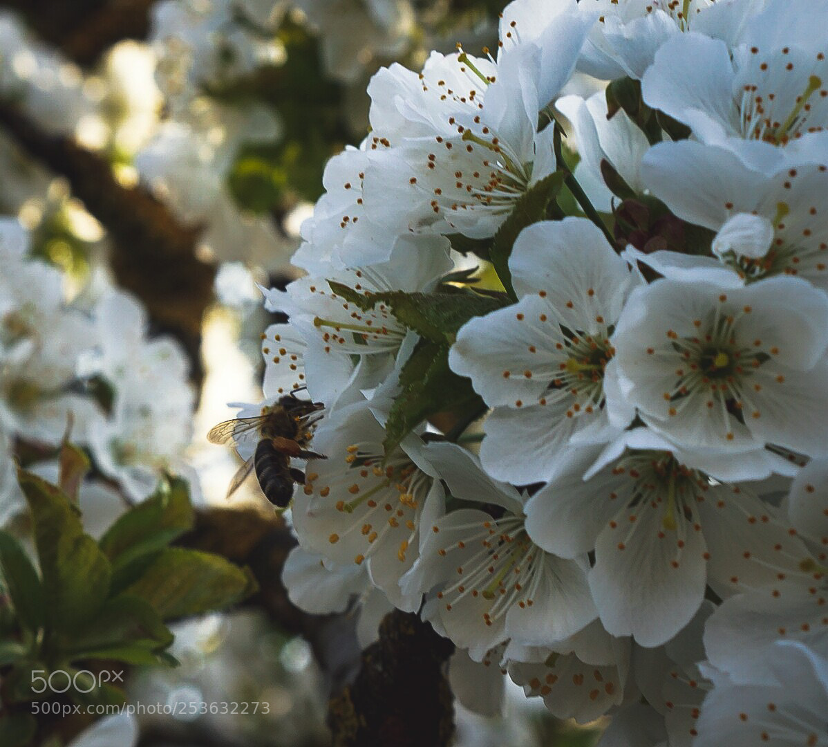 Sony a6000 sample photo. Bee season photography