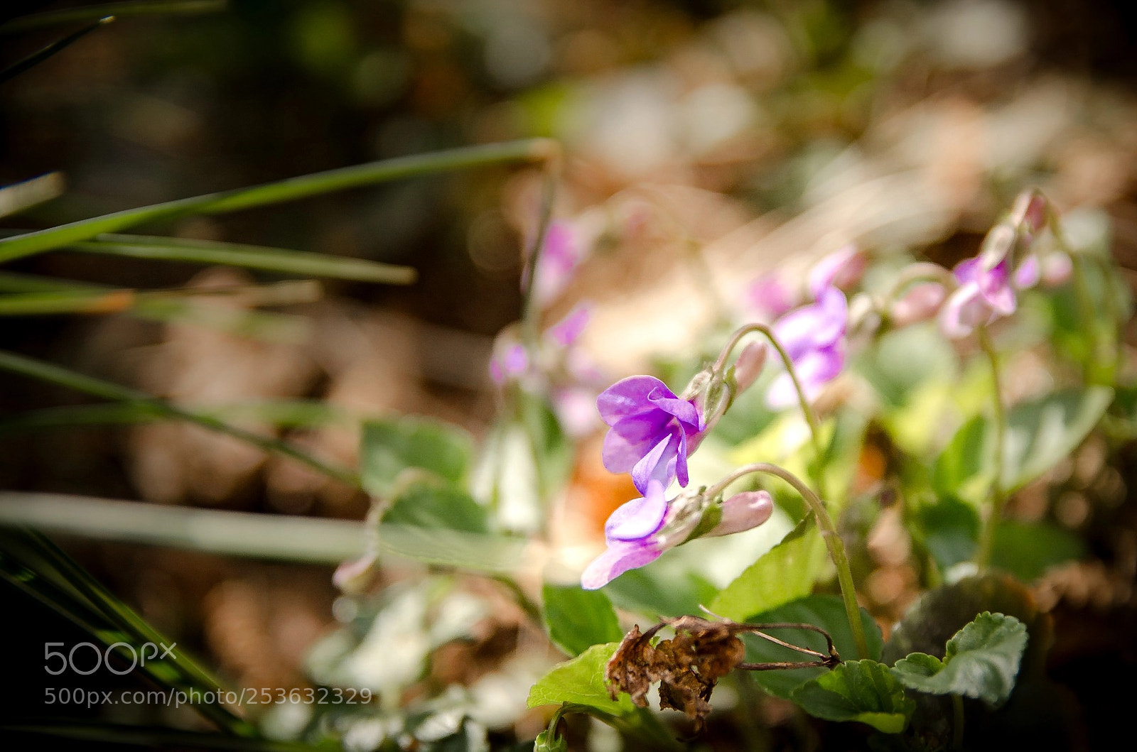 Nikon D5100 sample photo. Blooming photography