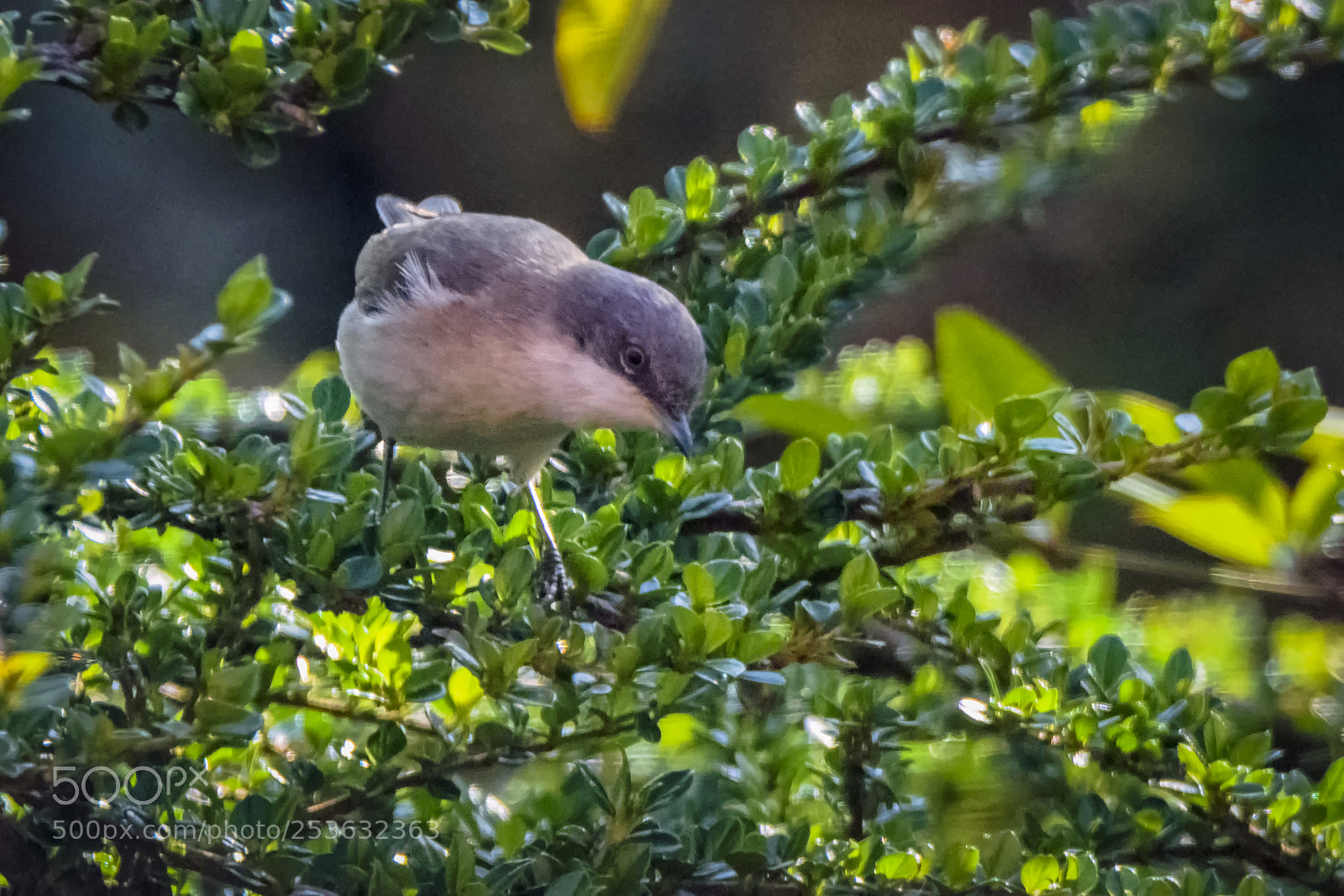 Nikon D7200 sample photo. Lesser whitethroat photography