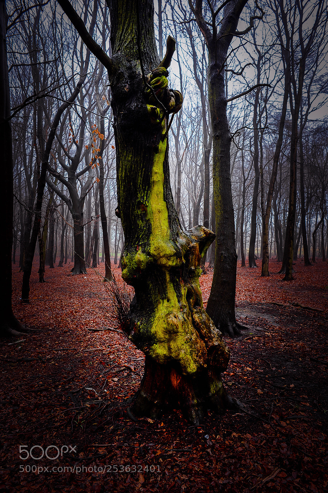Nikon D700 sample photo. Red and green photography