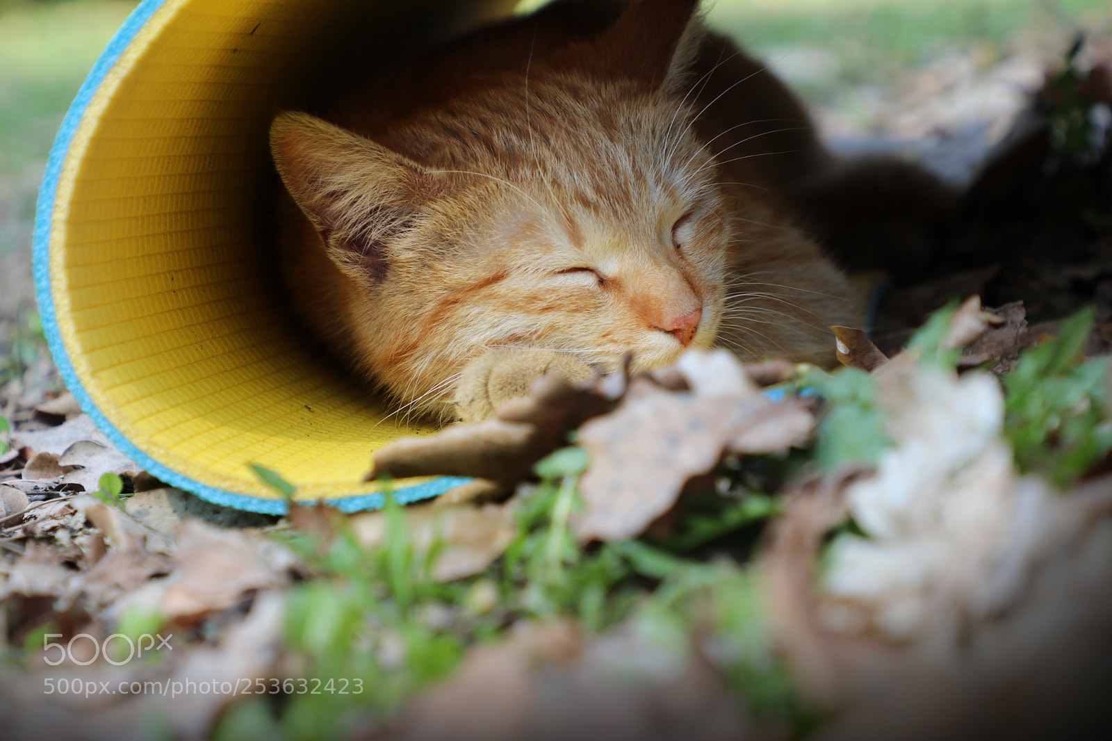 Canon EOS 80D sample photo. Cat in roll photography