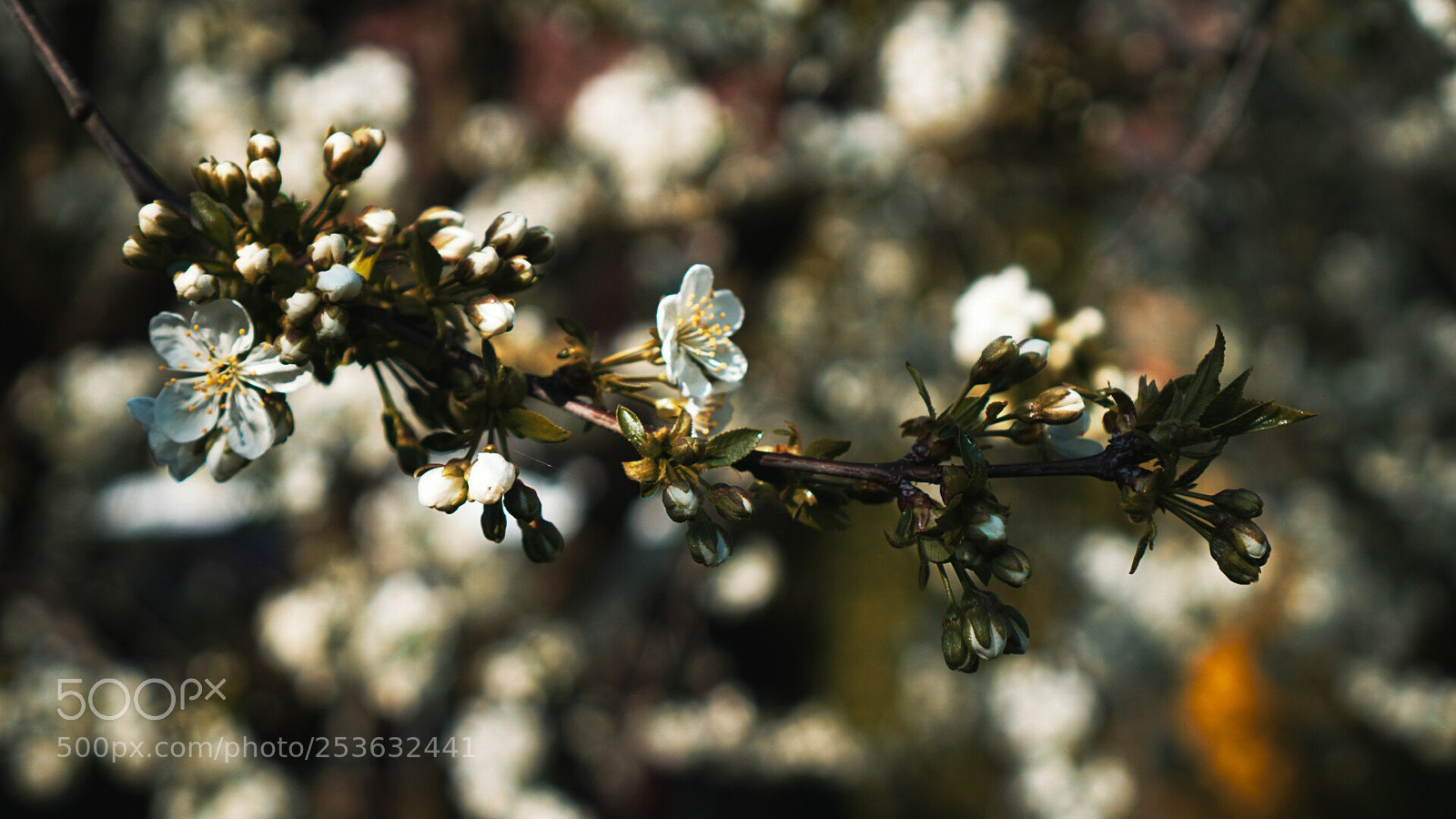 Sony a6000 sample photo. Spring is here photography