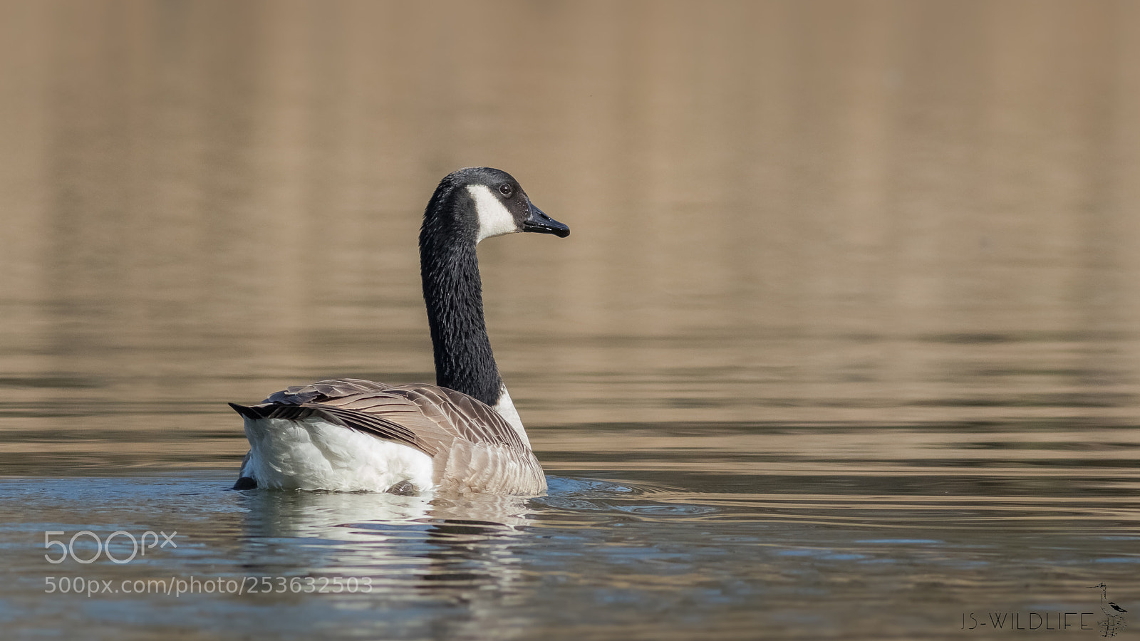 Canon EOS 80D sample photo. Canada goose photography