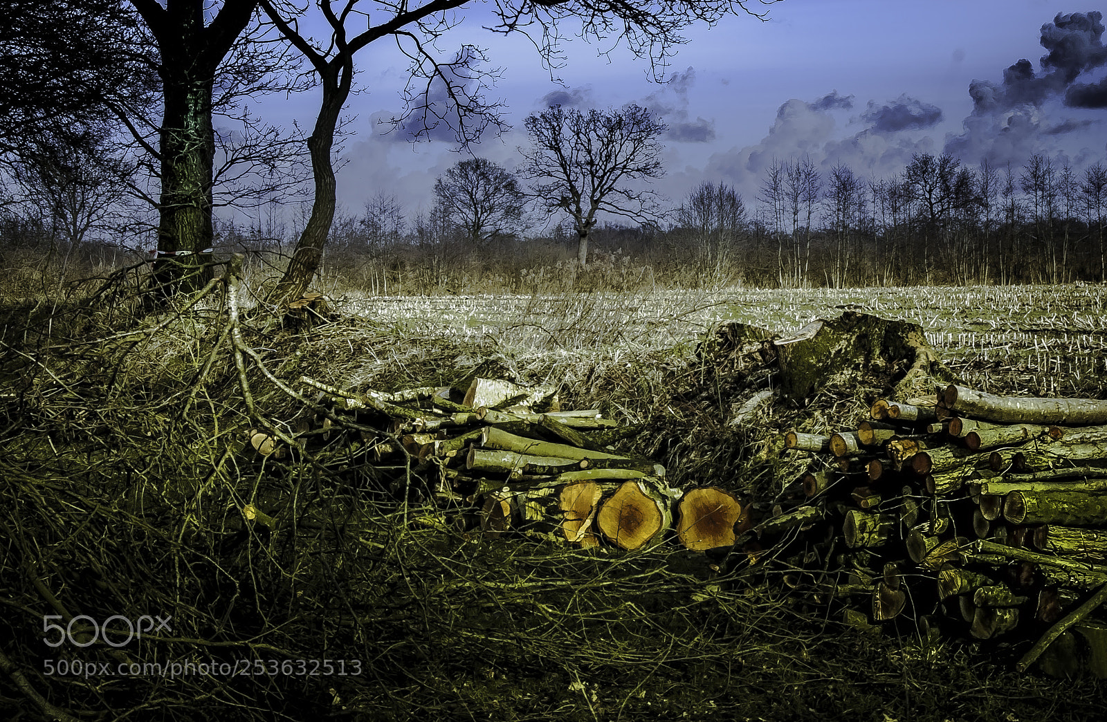 Nikon D5000 sample photo. Cutting trees photography
