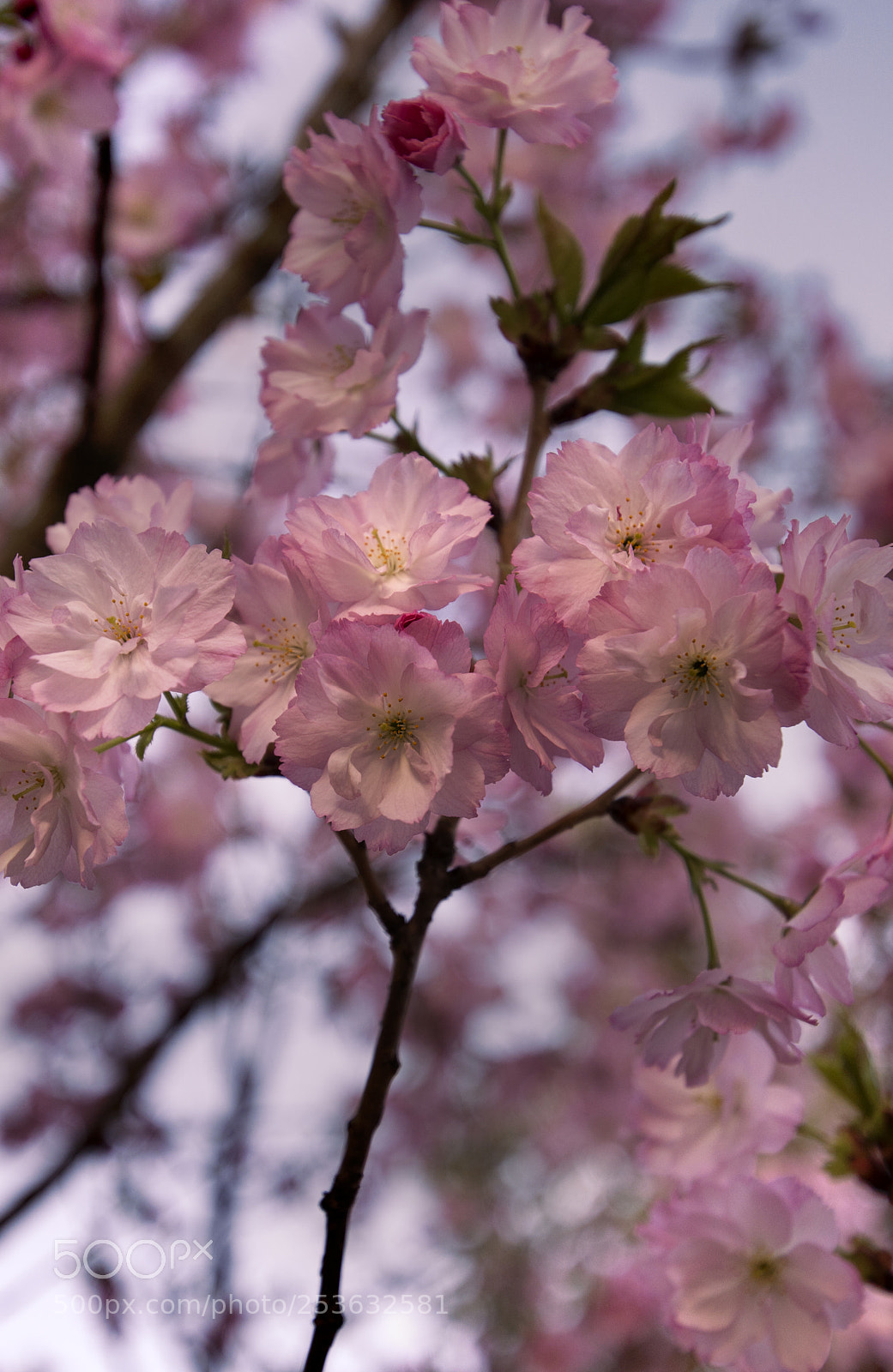 Nikon D610 sample photo. Springtime photography