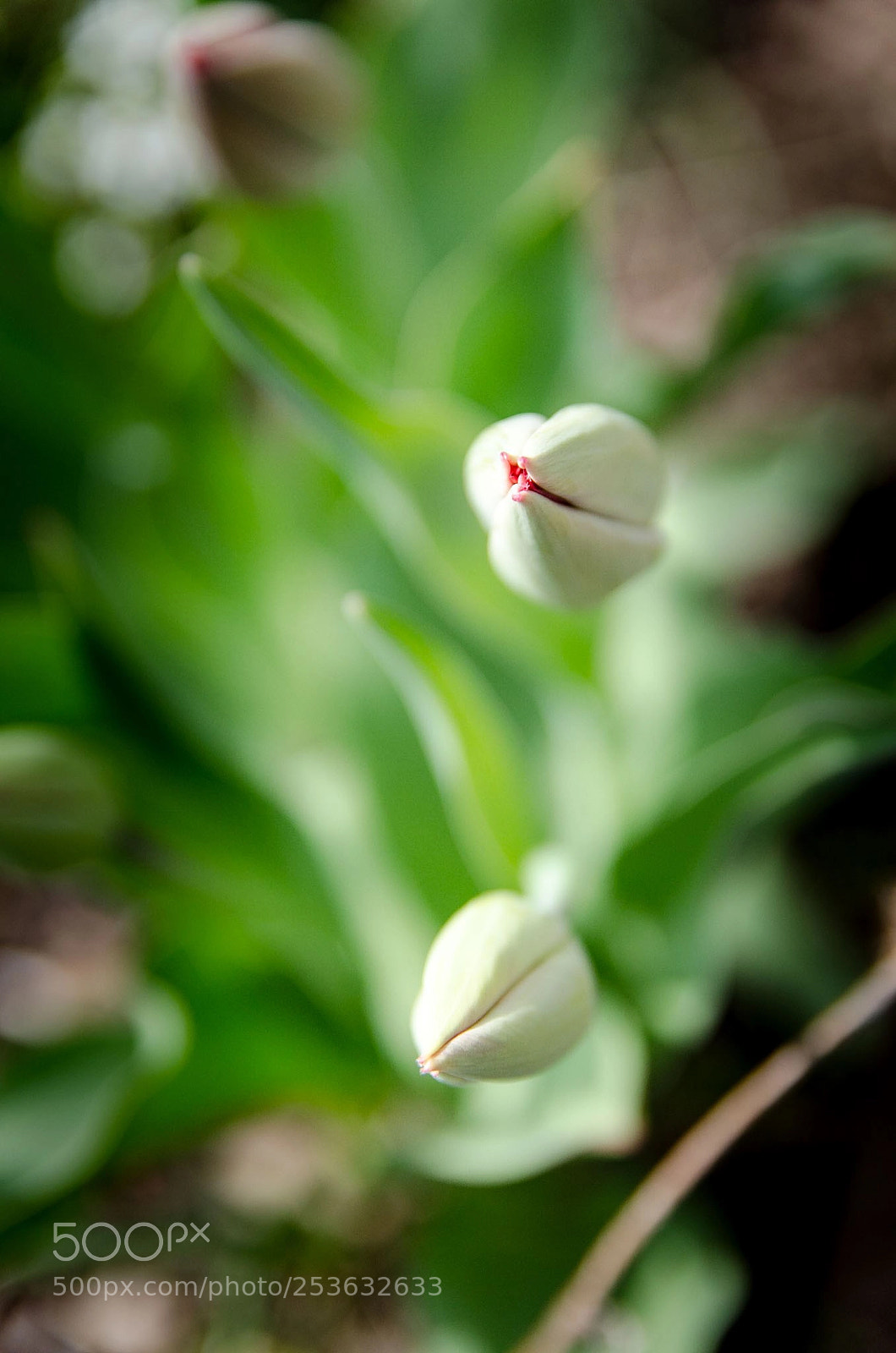 Nikon D5100 sample photo. Kiss photography