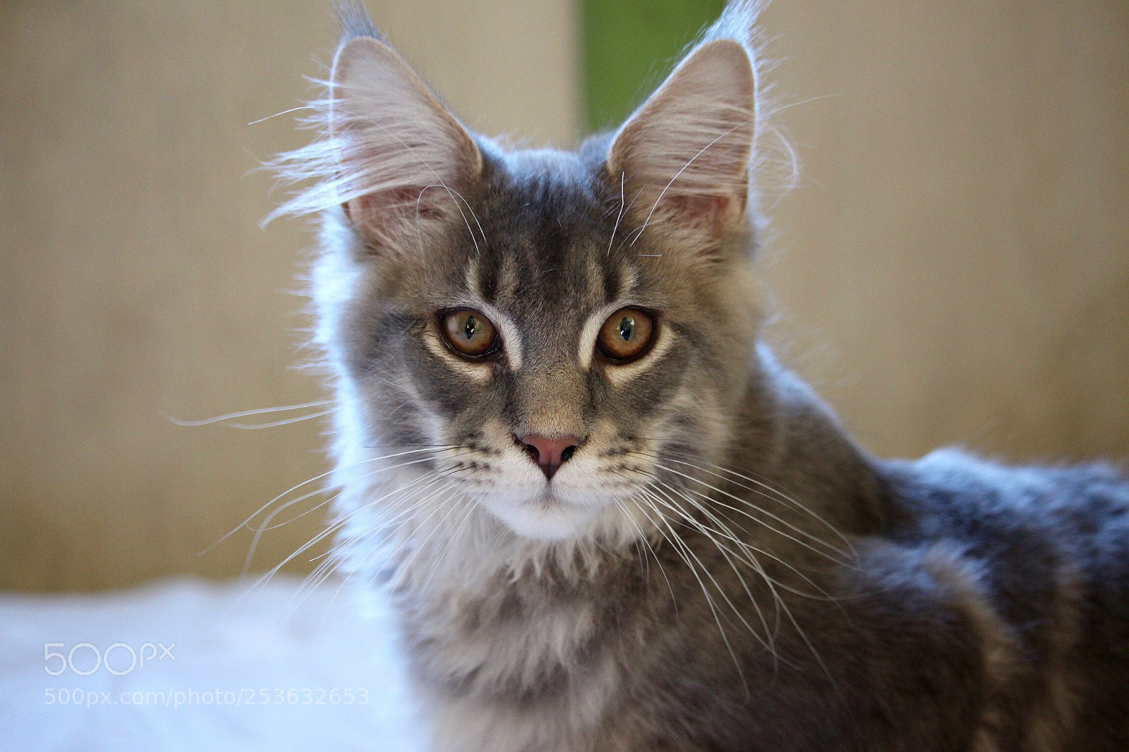 Canon EOS 700D (EOS Rebel T5i / EOS Kiss X7i) sample photo. Moky ❤️ photography