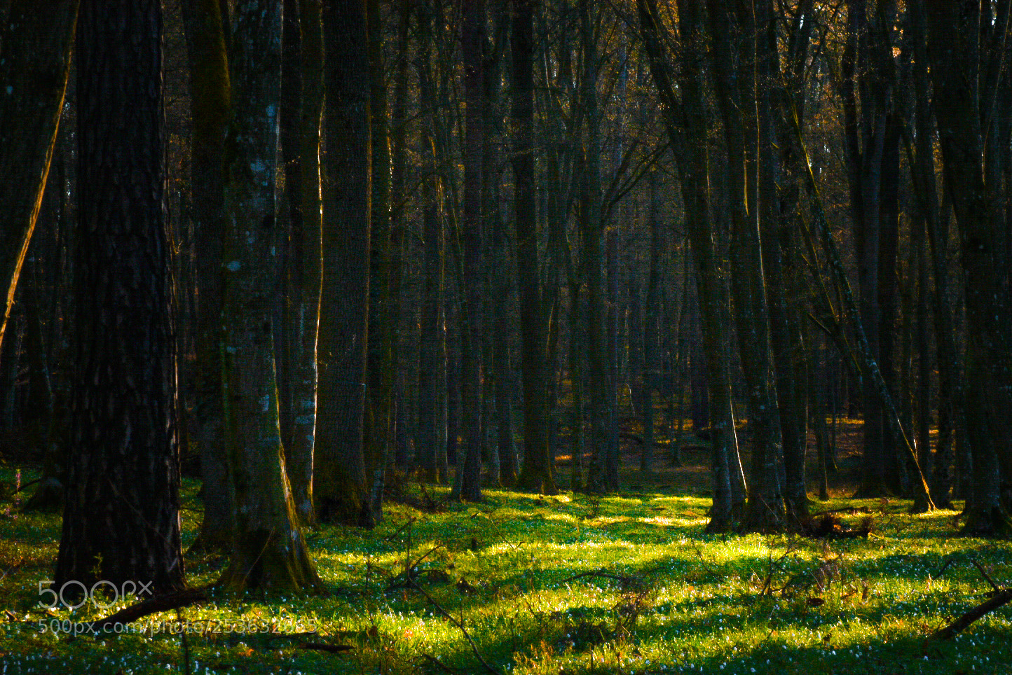 Nikon D5600 sample photo. Morning fairytale photography