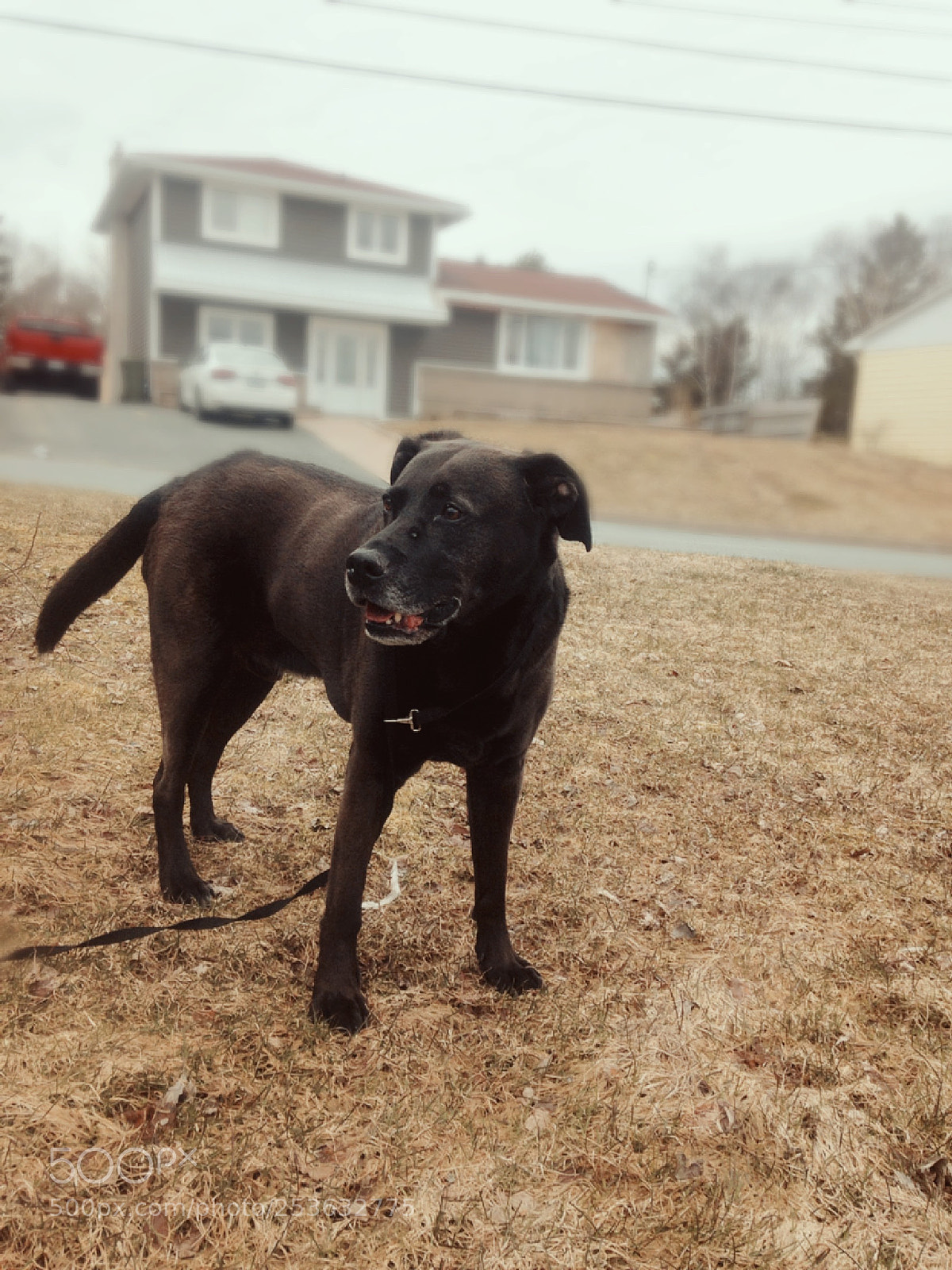 Apple iPhone 5c sample photo. Cruz really likes cruising photography