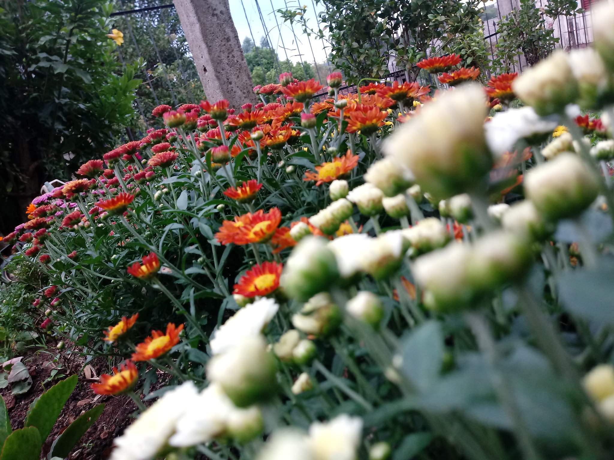 LG K10 (2017) sample photo