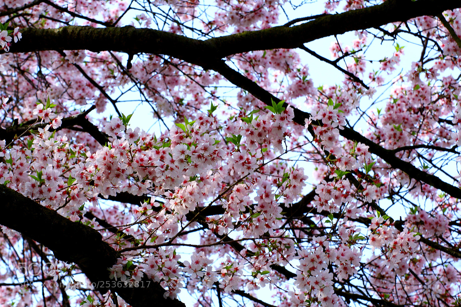 Canon EOS 60D sample photo. Spring photography