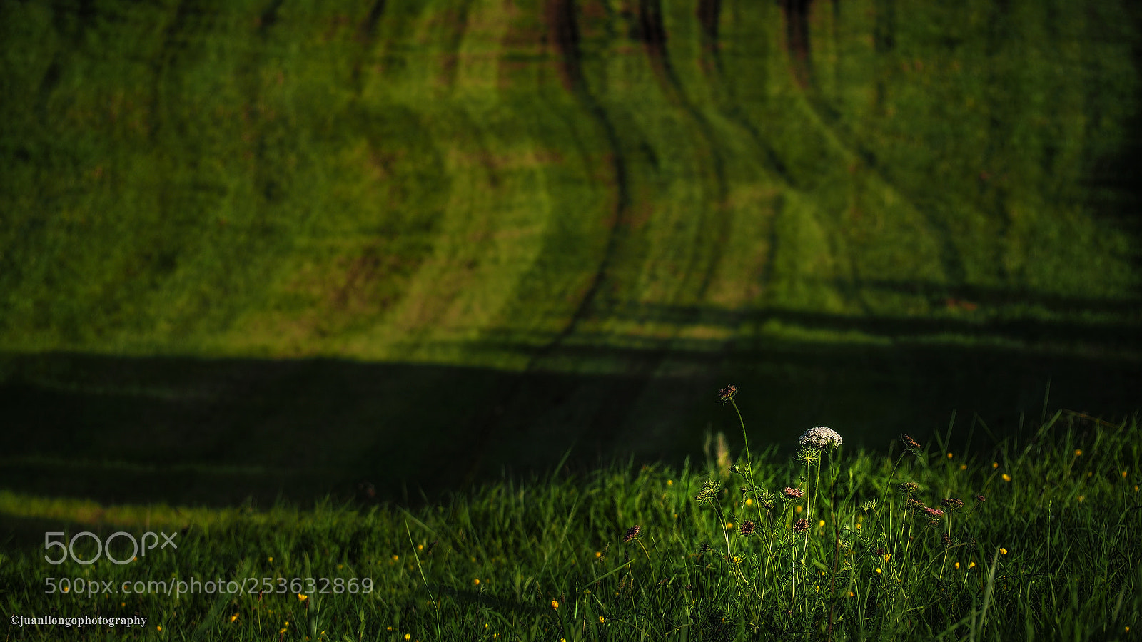 Olympus OM-D E-M10 II sample photo. Llega la primavera photography