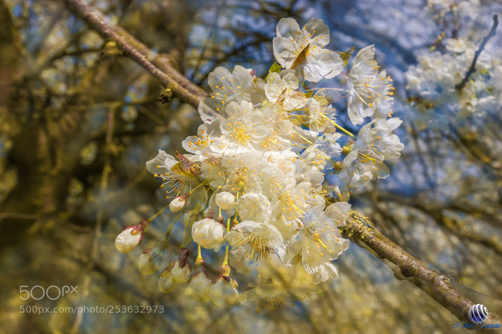 Pentax K-3 II sample photo. Springtime photography