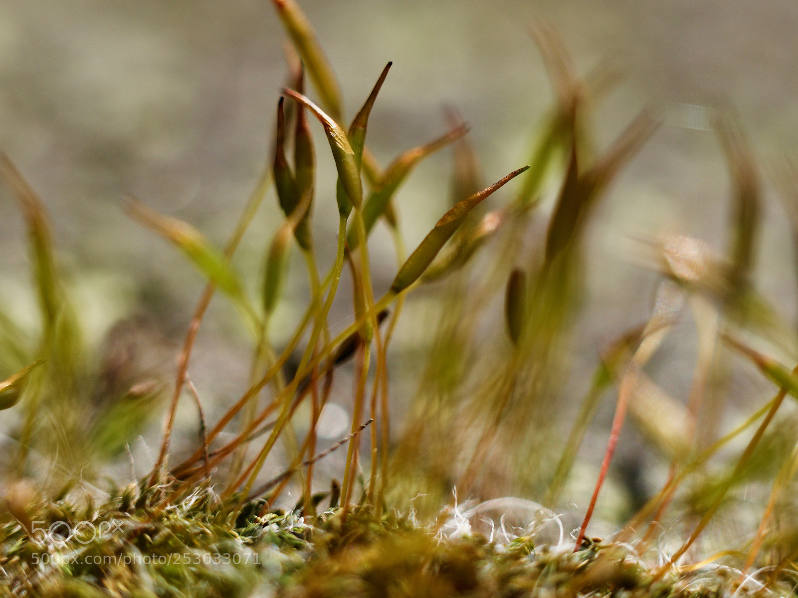 Olympus OM-D E-M1 Mark II sample photo. Little world photography