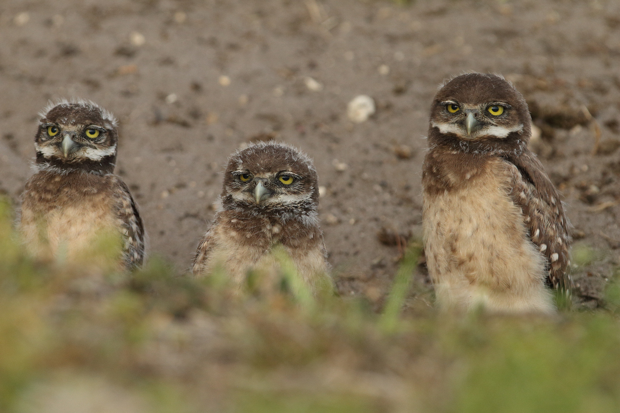 Canon EF 300mm F2.8L IS USM sample photo. Burrowing owl -athene cunicularia photography