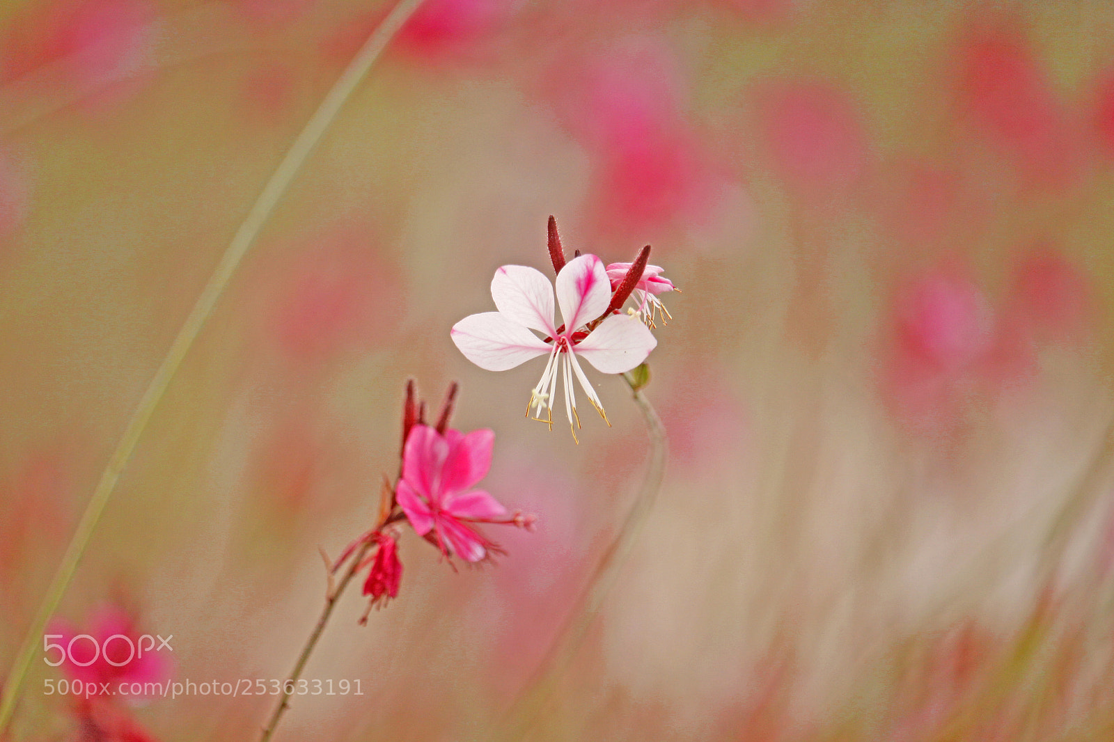 Canon EOS 50D sample photo. Flower photography
