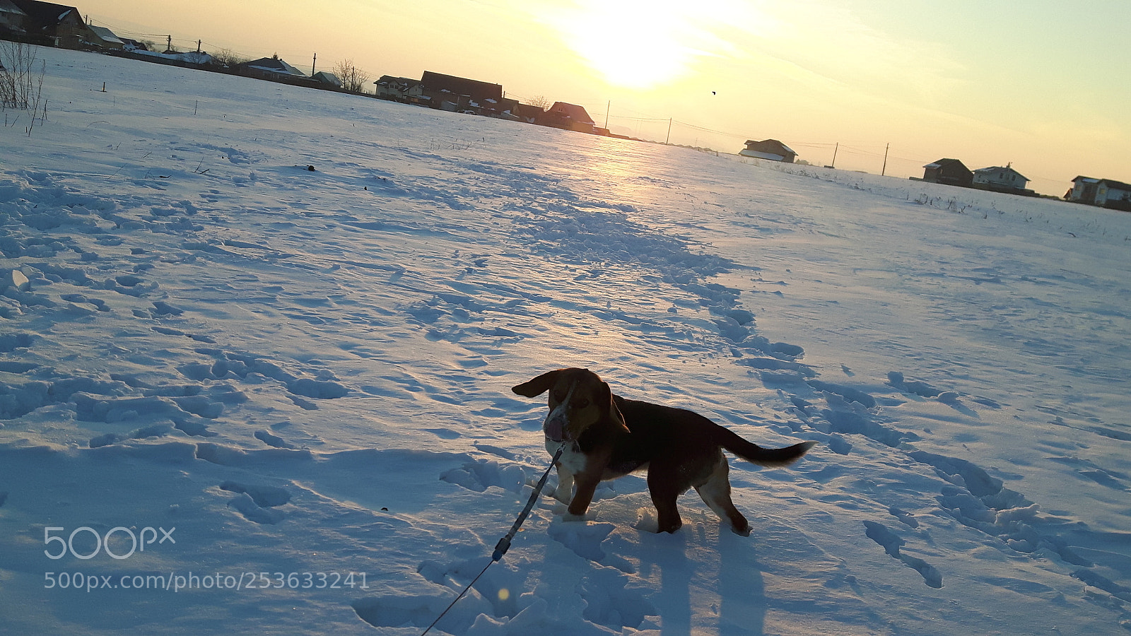 Samsung Galaxy S5 Neo sample photo. Otto - the beagle photography