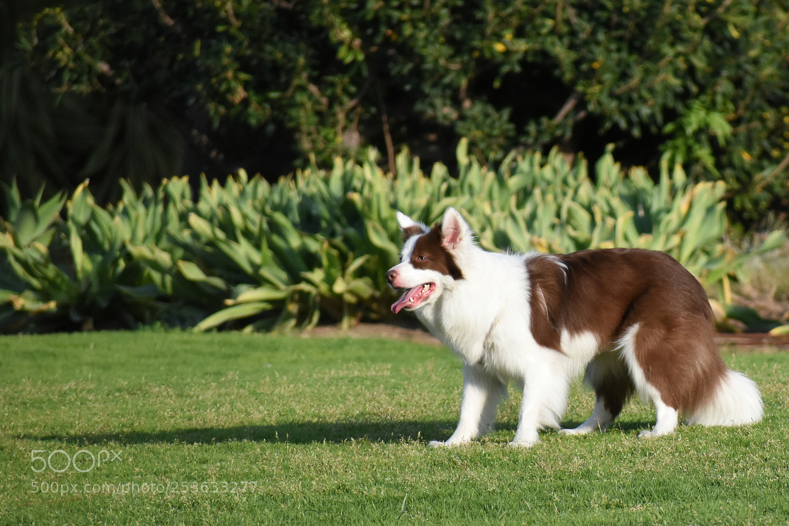 Nikon D5600 sample photo. Playing catch photography