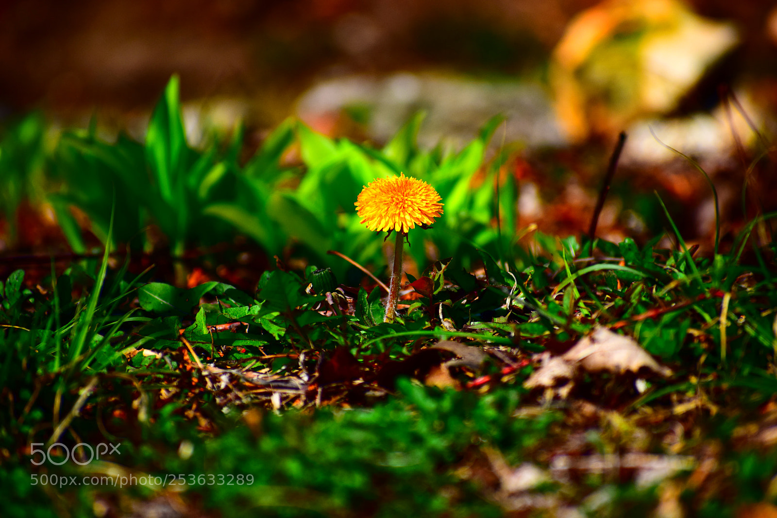 Nikon D3300 sample photo. New life photography